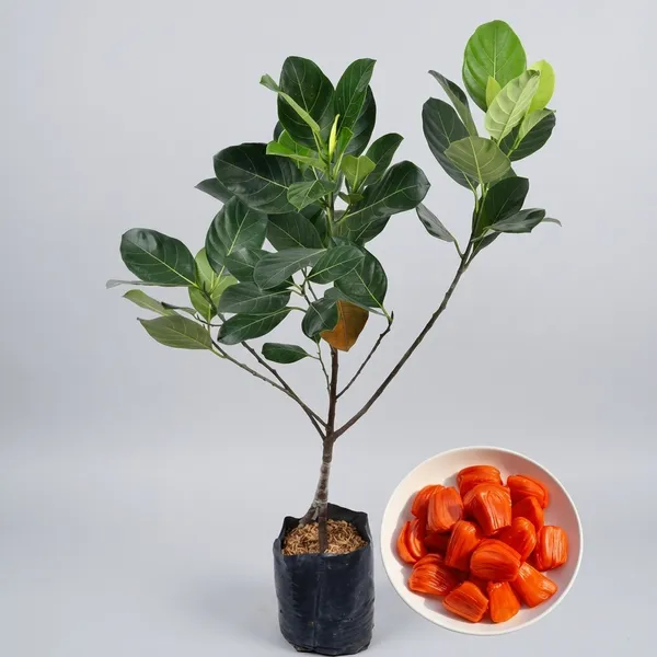 Kawachagro_Jackfruit_Fruit-Bearing_Sapling_Plant