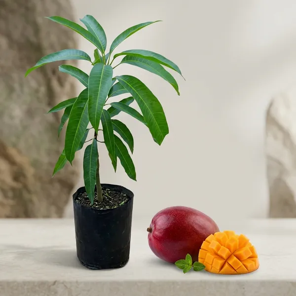 Him_Dwarf_Mango_Plant_Sapling