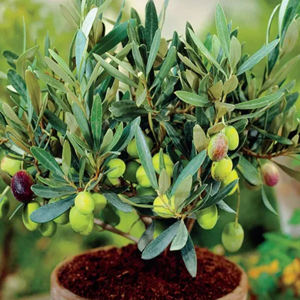 O_Jaitun_Layering_Grafted_Fruit_Plant_1_5_3_Feet_Height