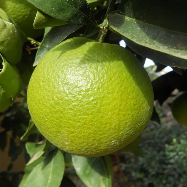 Jalna_Sweet_Mosambi_Grafted_Fruit_Plant_1_5_2_Feet_Height