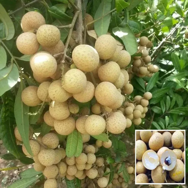 Daw_Dragon_Eye_Longan_Grafted_Fruit_Plant_1_2_Feet_Height