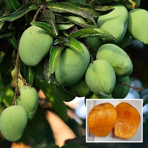 Kalapadi_Mango_Aam_Grafted_Fruit_Plant_1_5_3_Feet_Height
