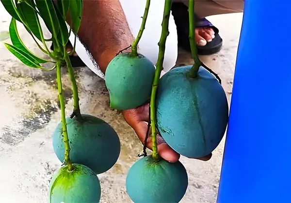 Kalapadi_Mango_Aam_Grafted_Fruit_Plant_1_5_3_Feet_Height