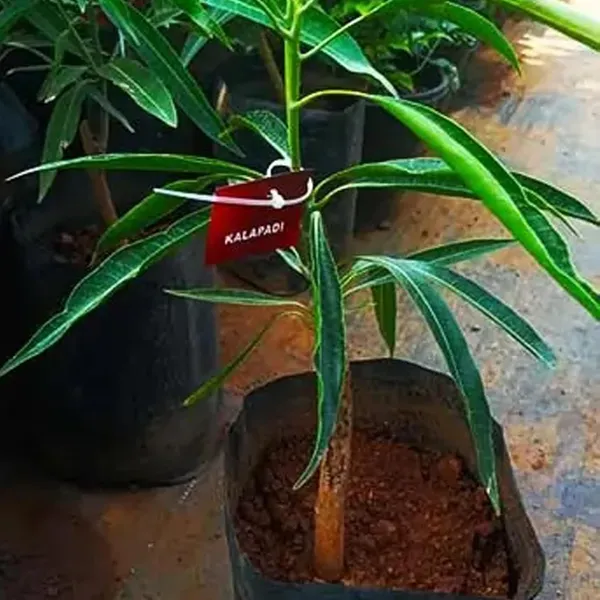 Kalapadi_Mango_Aam_Grafted_Fruit_Plant_1_5_3_Feet_Height