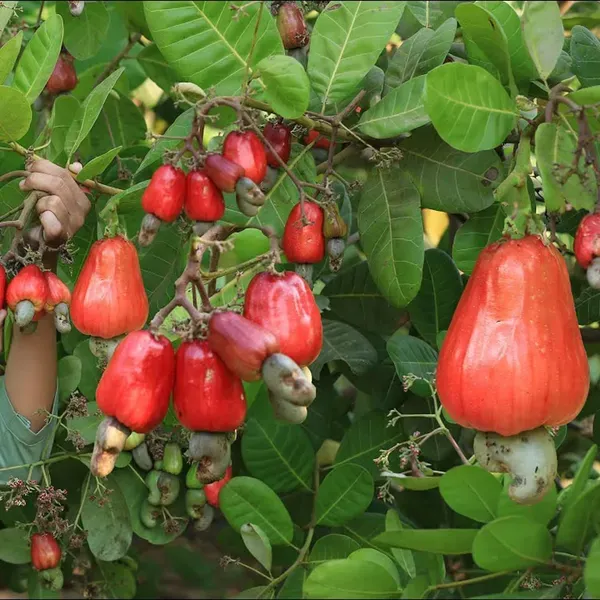 Vri_3_Kaju_Cashew_Nut_Anacardium_Fruit_Plant_1_5_3_Feet_Height