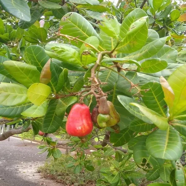 Vri_3_Kaju_Cashew_Nut_Anacardium_Fruit_Plant_1_5_3_Feet_Height