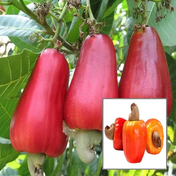 Vri_3_Kaju_Cashew_Nut_Anacardium_Fruit_Plant_1_5_3_Feet_Height