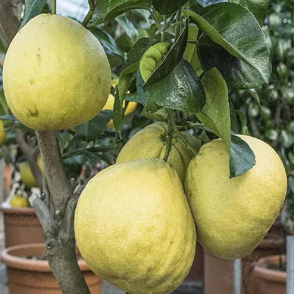 Assembly_Pomelo_Grapefruit_Jambura_Gaint_Chakotra_Batabi_Lebu_Kambili_Naran