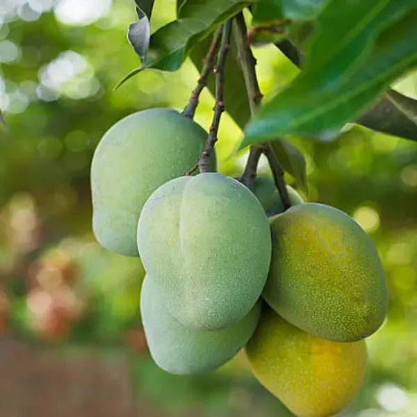 Malgova_Mulgoba_Mango_Aam_Grafted_Fruit_Plant_1_5_3_Feet_Height