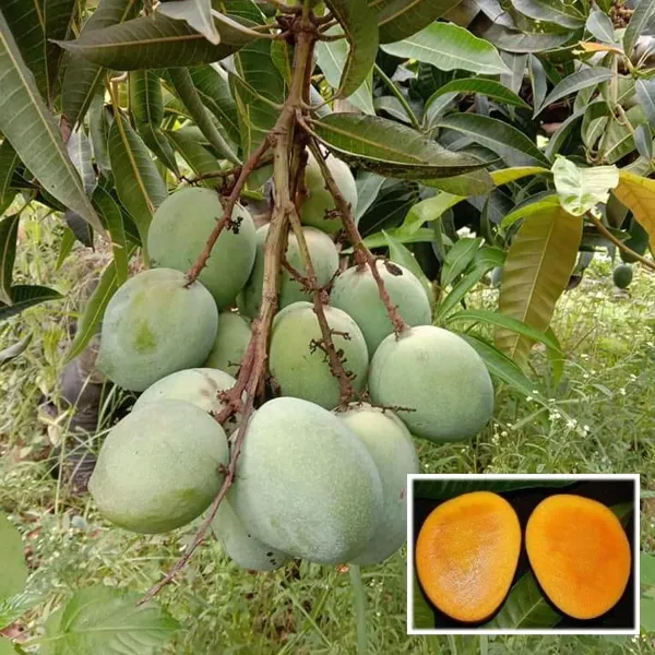 Malgova_Mulgoba_Mango_Aam_Grafted_Fruit_Plant_1_5_3_Feet_Height