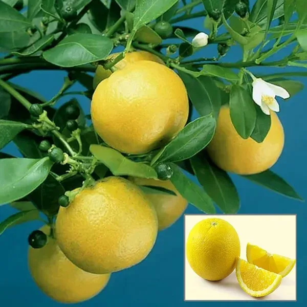 Vietnam_All_Time_Malta_Mosambi_Grafted_Fruit_Plant_1_5_2_Feet_Height