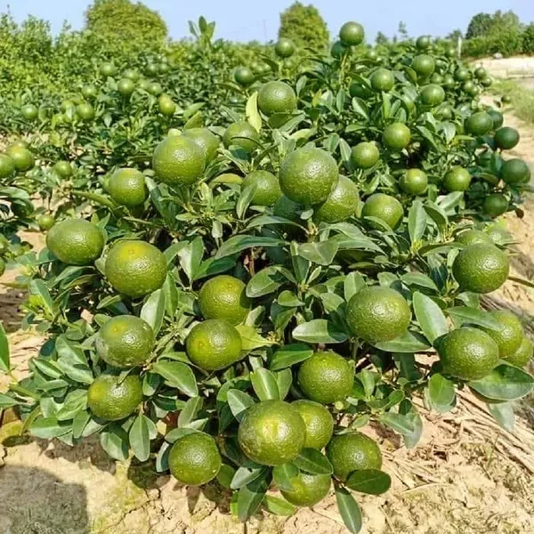 Vietnam_All_Time_Malta_Mosambi_Grafted_Fruit_Plant_1_5_2_Feet_Height