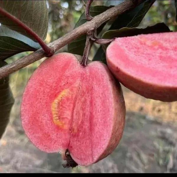 Black_Diamond_Guava_Layering_Grafted_Fruit_Plant_1_2_Feet_Height