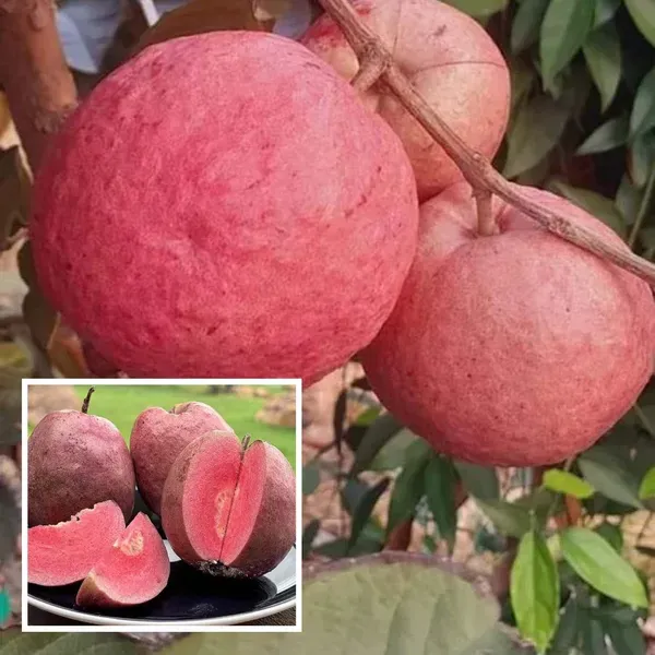 Black_Diamond_Guava_Layering_Grafted_Fruit_Plant_1_2_Feet_Height