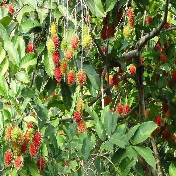 Kg10_Rambutan_Grafted_Fruit_Plant_2_3_Feet_Height