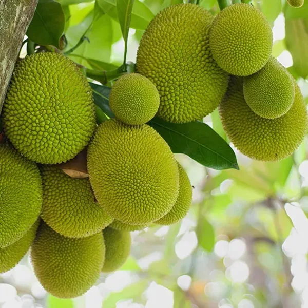 Seedless_Gumless_Jackfruit_Panasa_Varikka_Katahal_Chakka_Grafted_Fruit_Plan