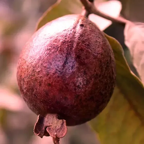 Red_Malaysian_Guava_Amrood_Layering_Grafted_Fruit_Plant_1_5_3_Feet_Height
