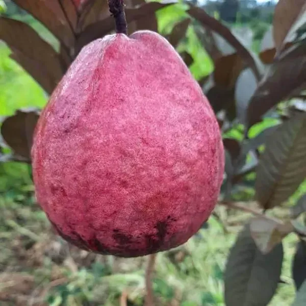 Red_Malaysian_Guava_Amrood_Layering_Grafted_Fruit_Plant_1_5_3_Feet_Height