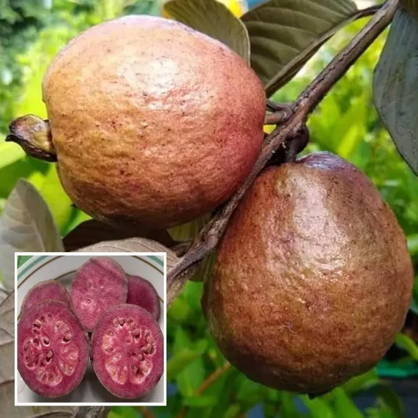 Red_Malaysian_Guava_Amrood_Layering_Grafted_Fruit_Plant_1_5_3_Feet_Height