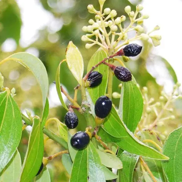 Dal_Chini_Karuvapatta_Cinnamon_Spice_Plant_1_5_3_Feet_Height