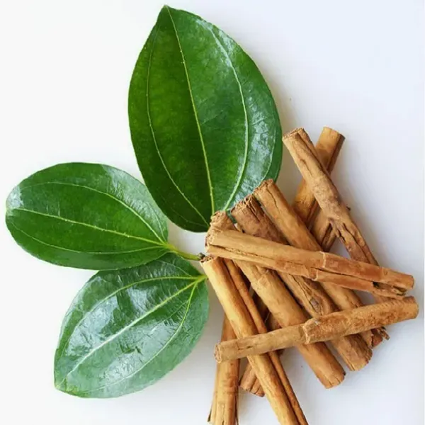 Dal_Chini_Karuvapatta_Cinnamon_Spice_Plant_1_5_3_Feet_Height