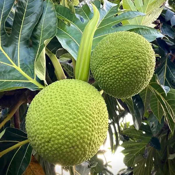 Bread_Fruit_Plant_1_5_3_Feet_Height