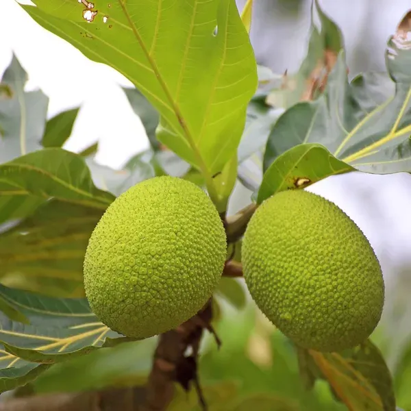 Bread_Fruit_Plant_1_5_3_Feet_Height
