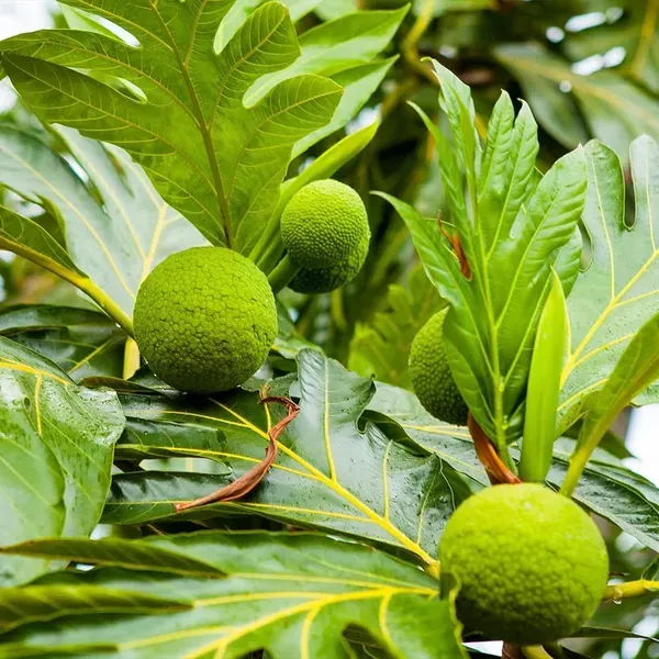 Bread_Fruit_Plant_1_5_3_Feet_Height
