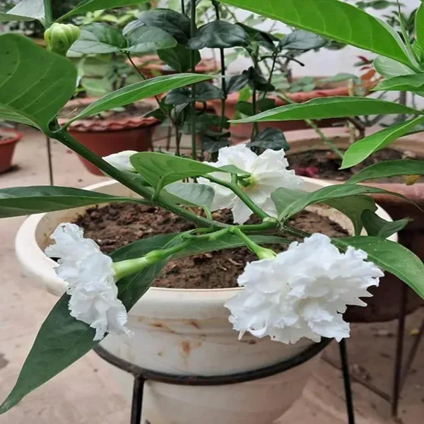 Double_Petal_Tagar_Chandni_Crepe_Jasmine_Shrubs_Flower_Plant_1_2_Feet_Heig