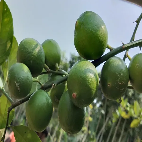 Nimbu_Layering_Grafted_Fruit_Plant_1_2_Feet_Height