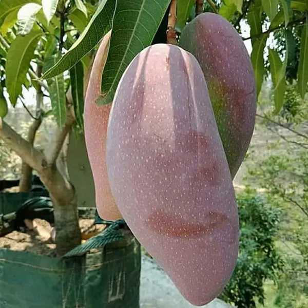 Thai_King_Of_Chakapat_Mango_Aam_Grafted_Fruit_Plant_1_5_3_Feet_Height