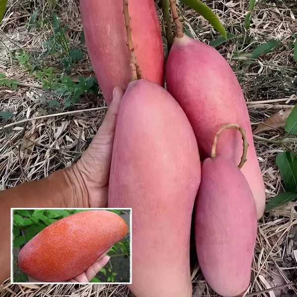 Thai_King_Of_Chakapat_Mango_Aam_Grafted_Fruit_Plant_1_5_3_Feet_Height