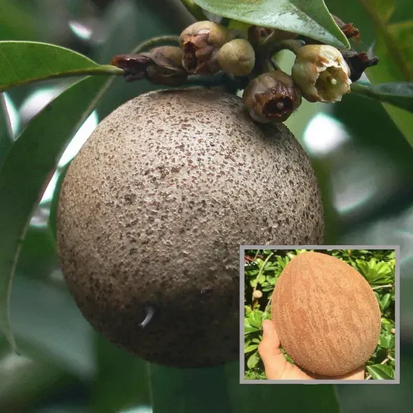 Jambo_Chikoo_Sapota_Grafted_Fruit_Plant_1_5_3_Feet_Height