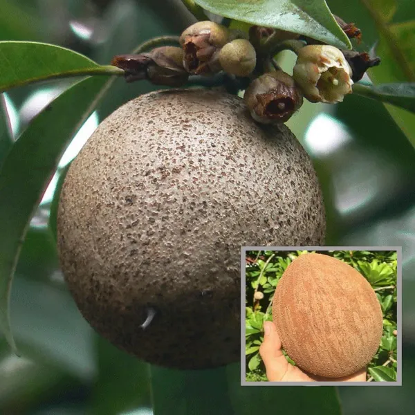 Jambo_Chikoo_Sapota_Grafted_Fruit_Plant_1_5_3_Feet_Height