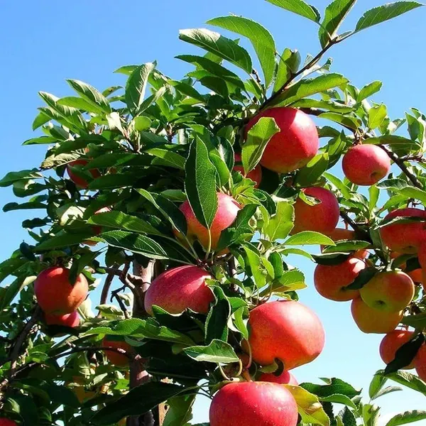 Early_Fuji_Low_Chill_Tropical_Apple_Seb_Grafted_Fruit_Plant_1_5_3_Feet_Hei