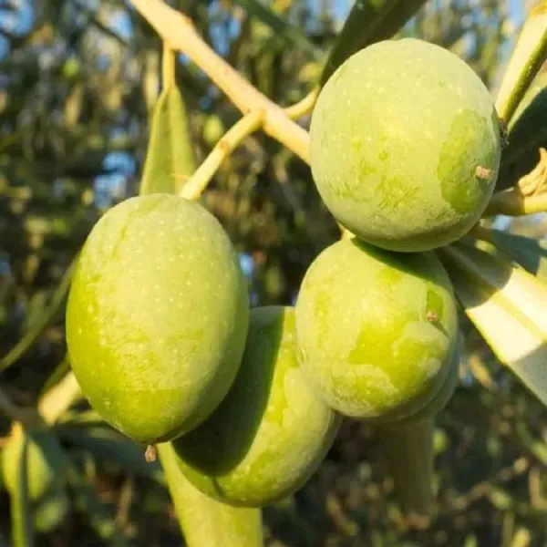 Sweet_All_Time_O_Jalpai_All_Time_Layering_Grafted_Fruit_Plant_1_5_3_Feet_H