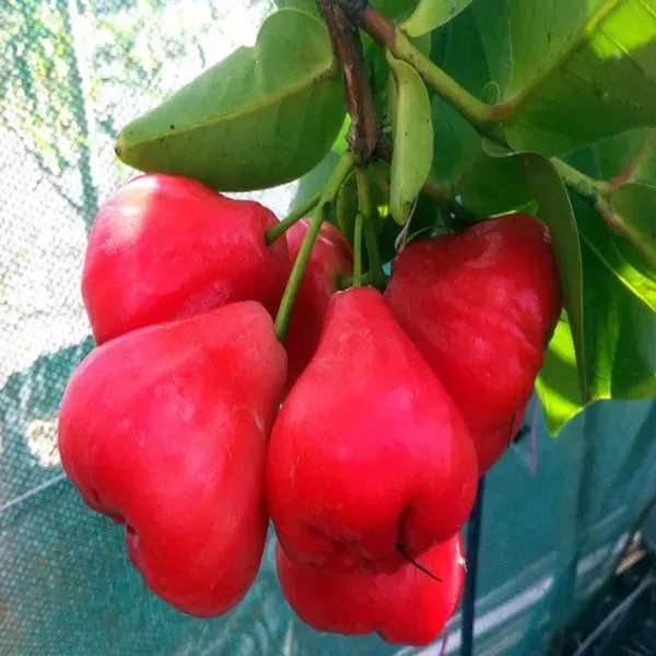Red_Wax_Apple_Water_Fruit_Plant_1_5_3_Feet_Height