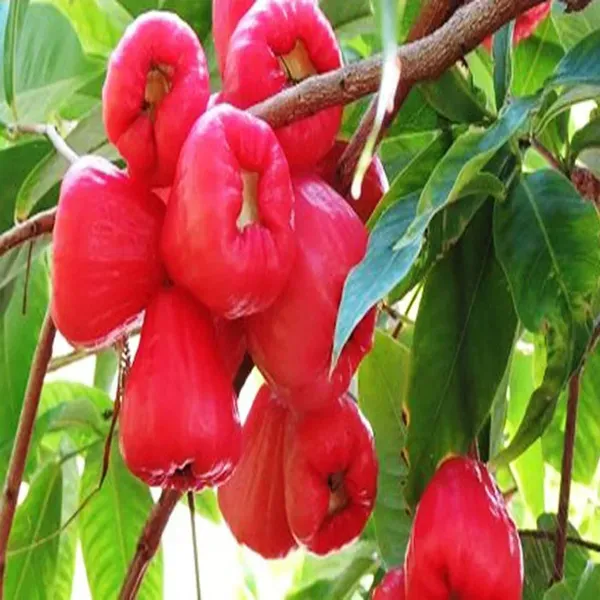 Red_Wax_Apple_Water_Fruit_Plant_1_5_3_Feet_Height