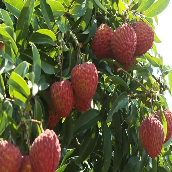 Muzaffarpur_Shahi_Litchi_Lychee_Fruit_Plant_1_5_2_Feet_Height