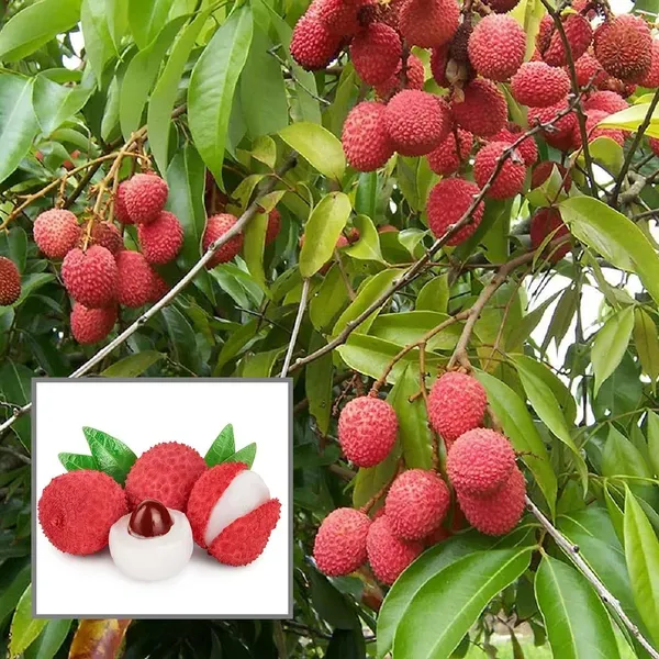 Muzaffarpur_Shahi_Litchi_Lychee_Fruit_Plant_1_5_2_Feet_Height
