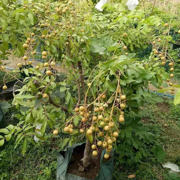 Diamond_River_Dragon_Eye_Longan_Grafted_Fruit_Plant_1_2_Feet_Height