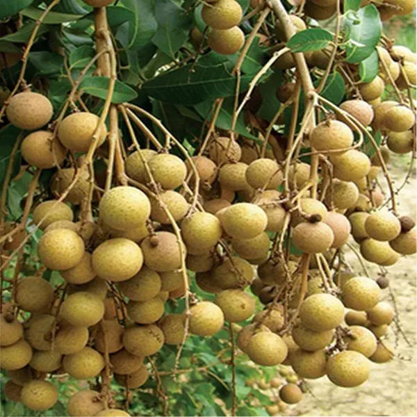Diamond_River_Dragon_Eye_Longan_Grafted_Fruit_Plant_1_2_Feet_Height