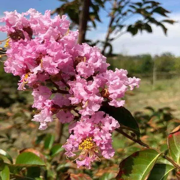 Pink_Colour_Furush_Flower_Plant_1_2_Feet_Height