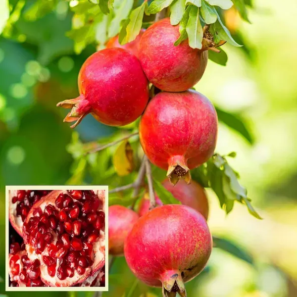 Gm2_Pomegranate_Anar_Layering_Grafted_Fruit_Plant_1_5_3_Feet_Height