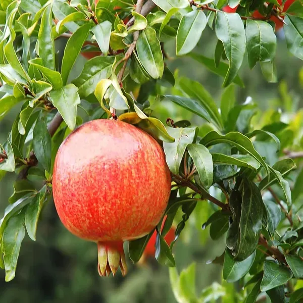 Gm2_Pomegranate_Anar_Layering_Grafted_Fruit_Plant_1_5_3_Feet_Height