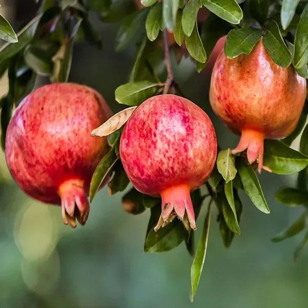 Gm2_Pomegranate_Anar_Layering_Grafted_Fruit_Plant_1_5_3_Feet_Height