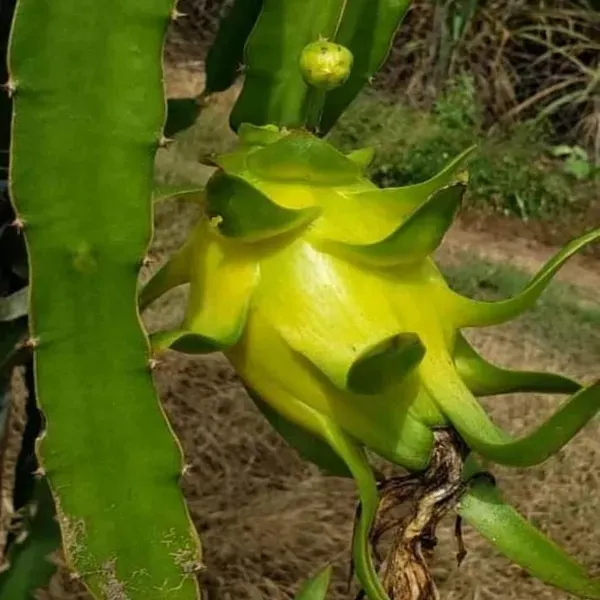 Yellow_Colombiana_Dragon_Fruit_Cutting_Grafted_Fruit_Plant_1_2_Feet_Height
