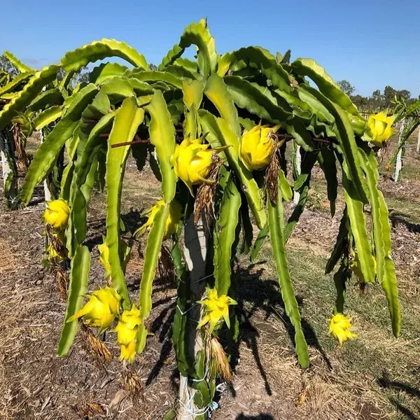 Yellow_Colombiana_Dragon_Fruit_Cutting_Grafted_Fruit_Plant_1_2_Feet_Height