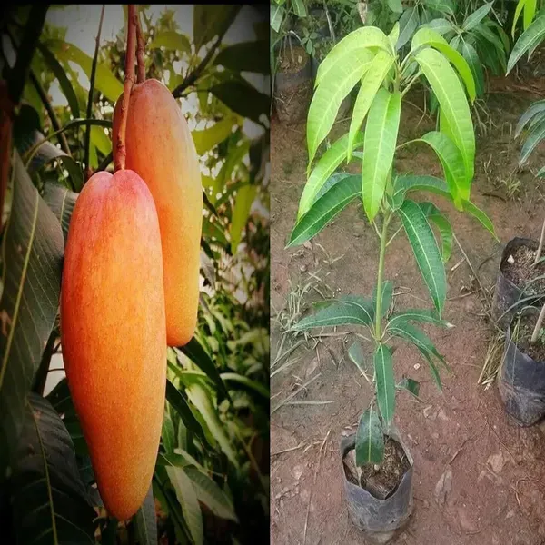 Xi_Shi_11_Shi_Mango_Aam_Grafted_Fruit_Plant_1_5_3_Feet_Height