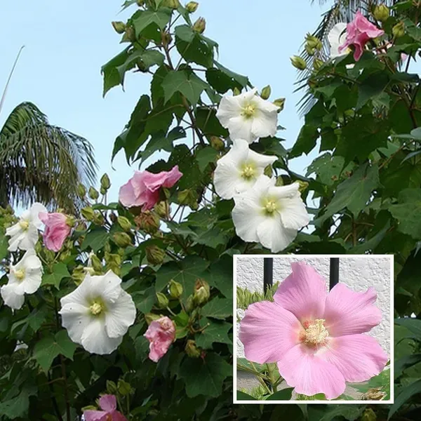 Single_Petal_All_Time_Cotton_Rose_Land_Lotus_Sthal_Poddo_Hibiscus_Mutabilis